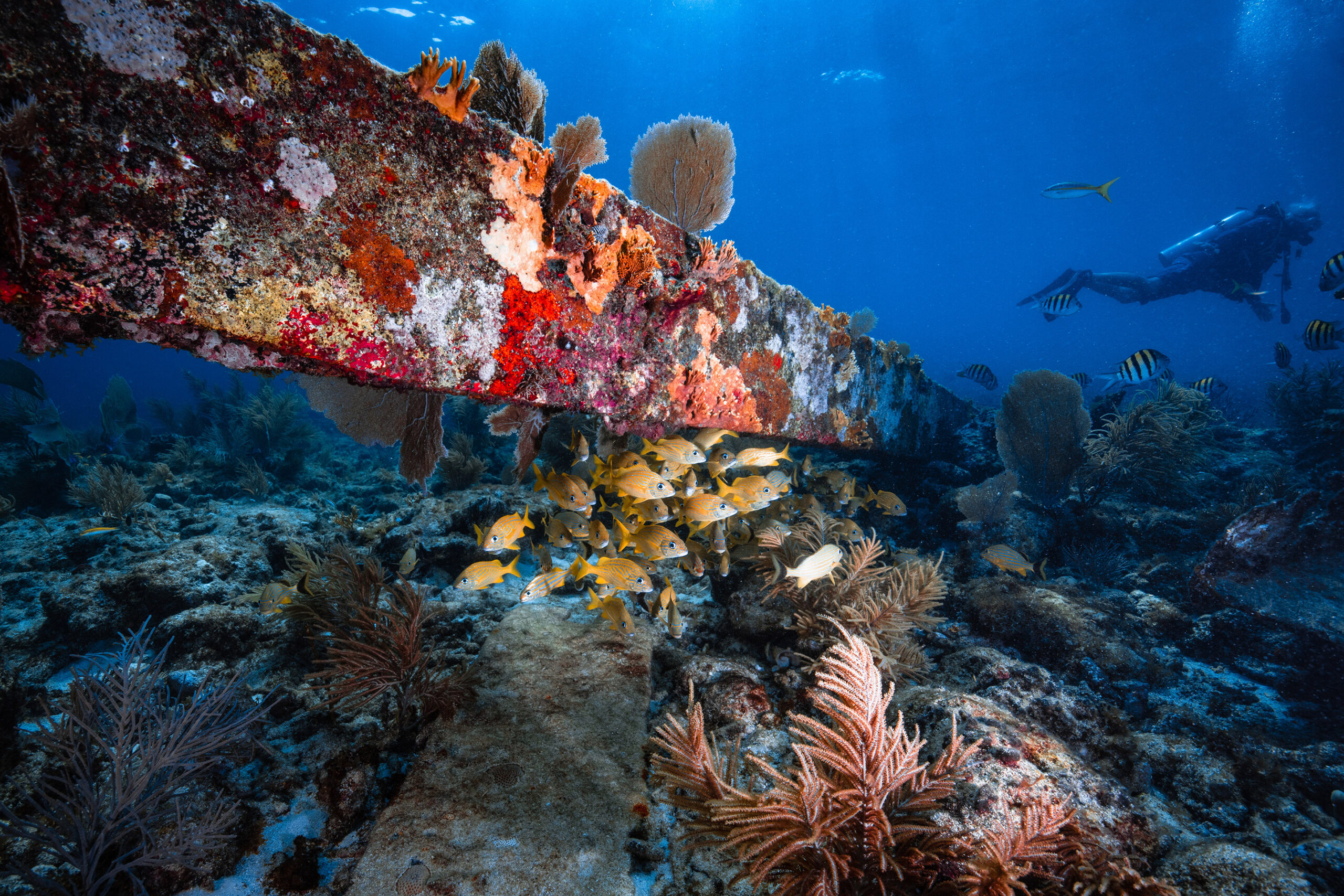 Curso Avanzado Padi