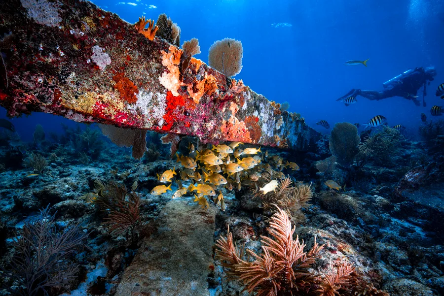 Buzo sobre el arrecife de coral del Parque Tayrona