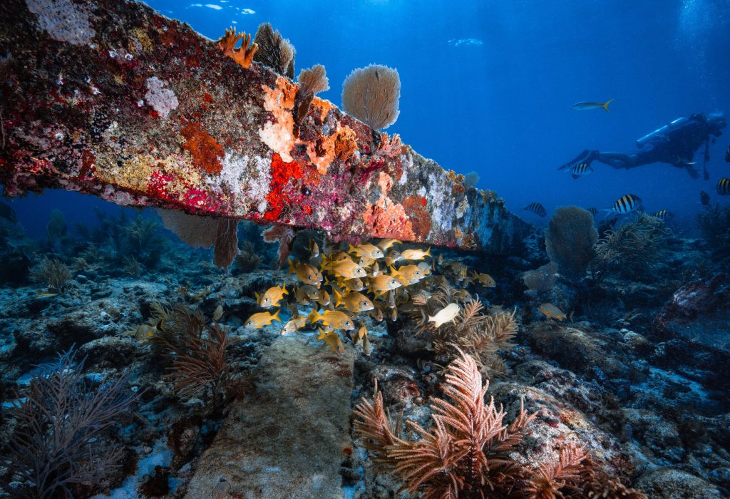 Curso Avanzado Padi